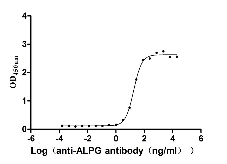 The Binding Activity of Human ALPG with Anti-ALPG Recombinant Antibody; Activity: Measured by its binding ability in a functional ELISA. Immobilized Human ALPG at 2 ug/ml can bind Anti-ALPG recombinant antibody , the EC50 is 14.09-23.17 ng/ml.