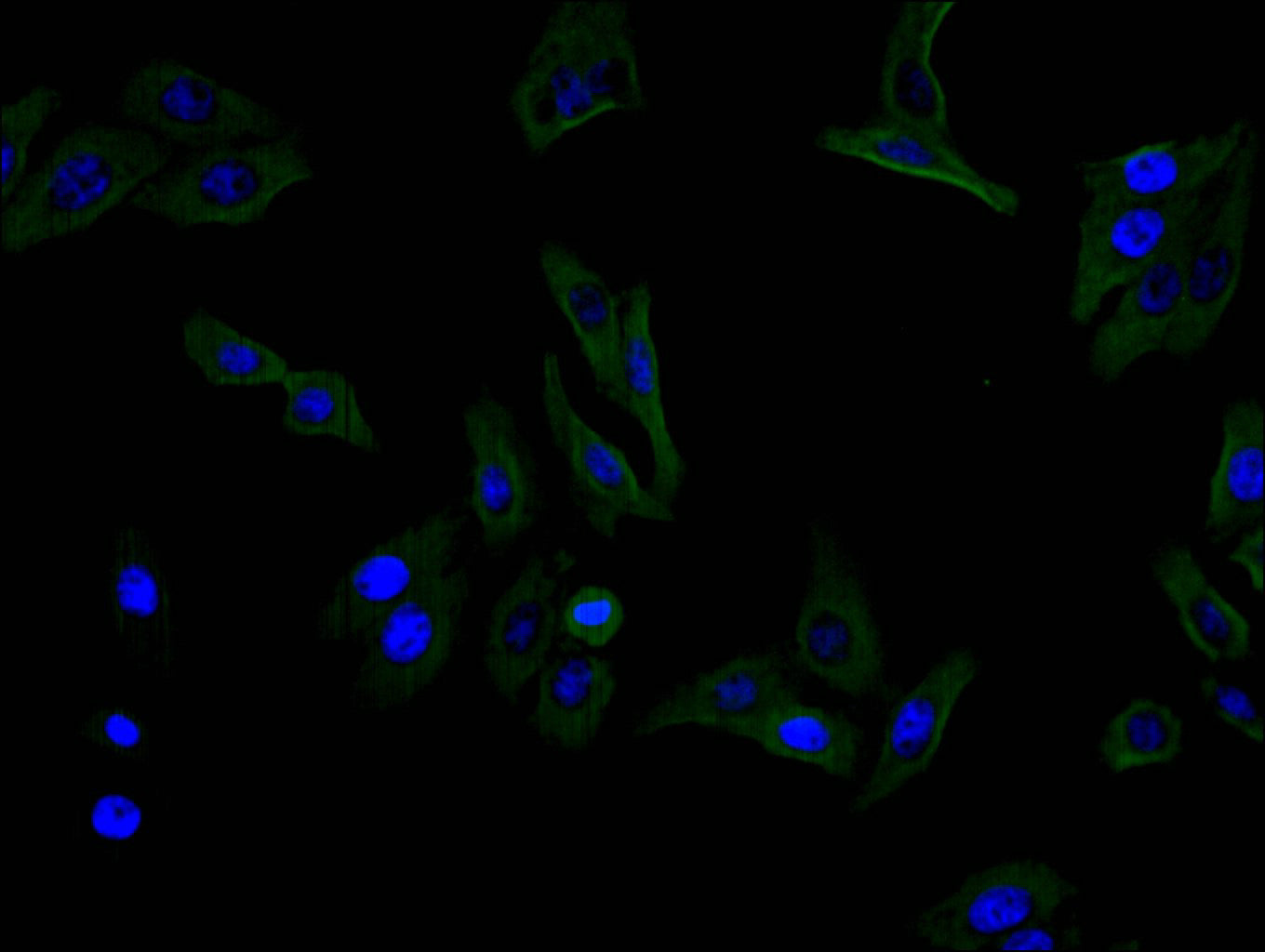 Immunofluorescence staining of HEPG2 cell with RAC07824 at 1:100, counter-stained with DAPI. The cells were fixed in 4% formaldehyde and blocked in 10% normal Goat Serum. The cells were then incubated with the antibody overnight at 4C. The secondary antibody was FITC-conjugated AffiniPure Goat Anti-Mouse IgG(H+L).