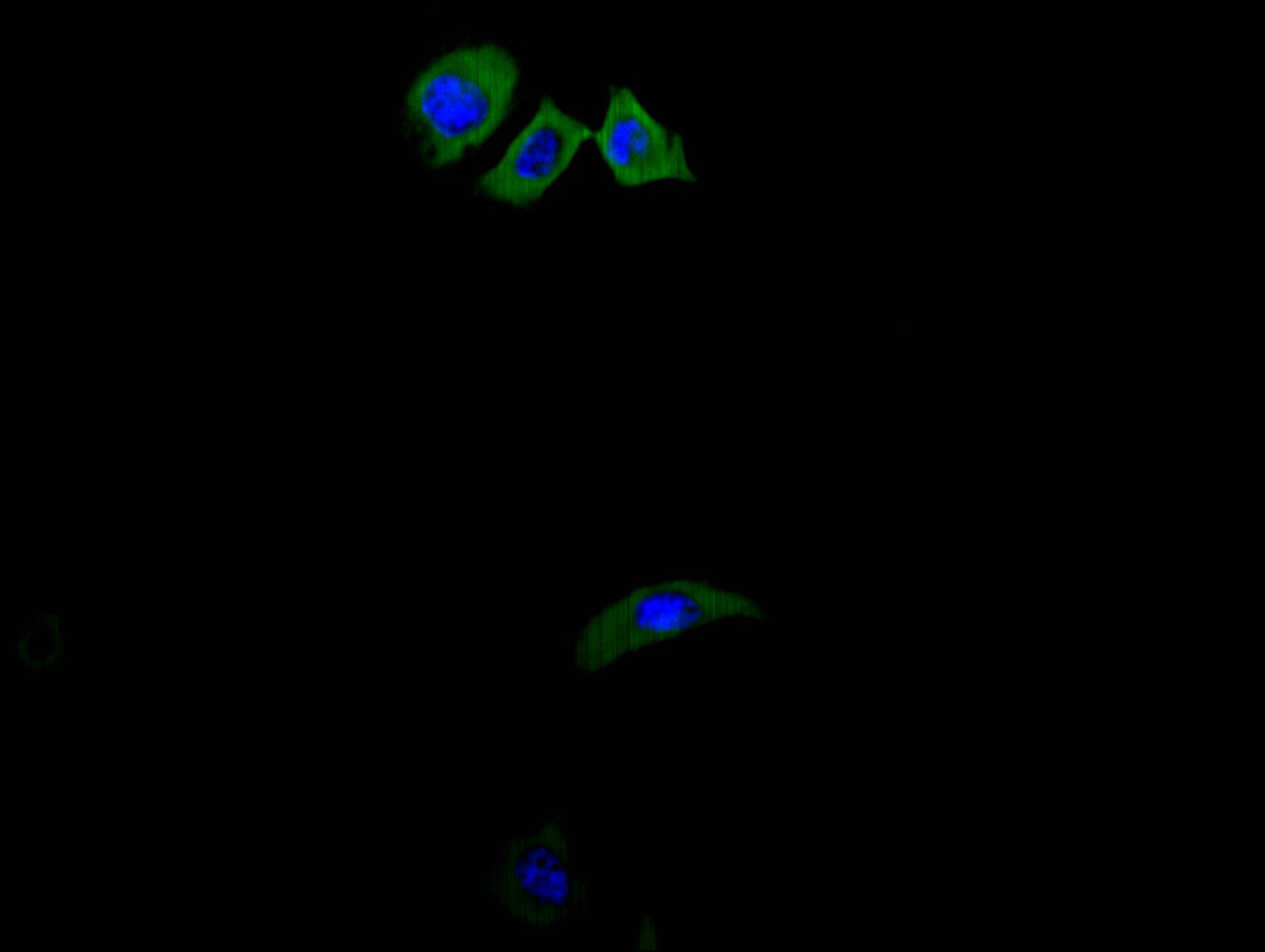 Immunofluorescence staining of A549 cell with RAC07824 at 1:100, counter-stained with DAPI. The cells were fixed in 4% formaldehyde and blocked in 10% normal Goat Serum. The cells were then incubated with the antibody overnight at 4C. The secondary antibody was FITC-conjugated AffiniPure Goat Anti-Mouse IgG(H+L).