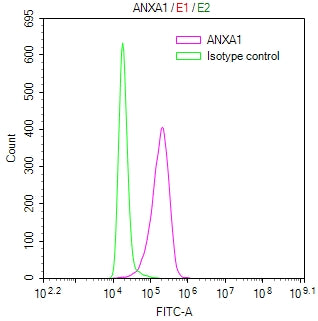 Overlay Peak curve showing MCF7 cells stained with RAC07825 (red line) at 1:400. Then 10% normal goat serum was Incubated to block non-specific protein-protein interactions followed by the antibody (1ug/1*106cells) for 45 min at 4Â°C. The secondary antibody used was FITC-conjugated Goat Anti-Mouse IgG(H+L) at 1/200 dilution for 35 min at 4Â°C. Isotype control antibody (green line) was mouse IgG1 (1ug/1*106cells) used under the same conditions. Acquisition of >10,016 events was performed.
