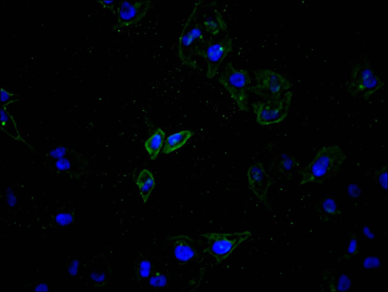 Immunofluorescence staining of Hela cell with RAC07827 at 1:100, counter-stained with DAPI. The cells were fixed in 4% formaldehyde and blocked in 10% normal Goat Serum. The cells were then incubated with the antibody overnight at 4C. The secondary antibody was Alexa Fluor 488-congugated AffiniPure Goat Anti-Rabbit IgG(H+L).