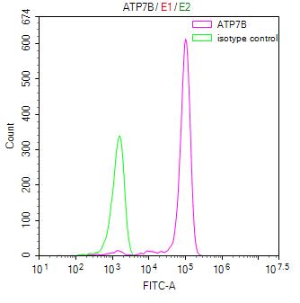 Overlay Peak curve showing Hela cells stained with RAC07827 (red line) at 1:100. Then 10% normal goat serum was Incubated to block non-specific protein-protein interactions followed by the antibody (1ug/1*106cells) for 45 min at 4Â°C. The secondary antibody used was FITC-conjugated Goat Anti-Rabbit IgG(H+L) at 1/200 dilution for 35 min at 4Â°C. Isotype control antibody (green line) was mouse IgG1 (1ug/1*106cells) used under the same conditions. Acquisition of >10,000 events was performed.