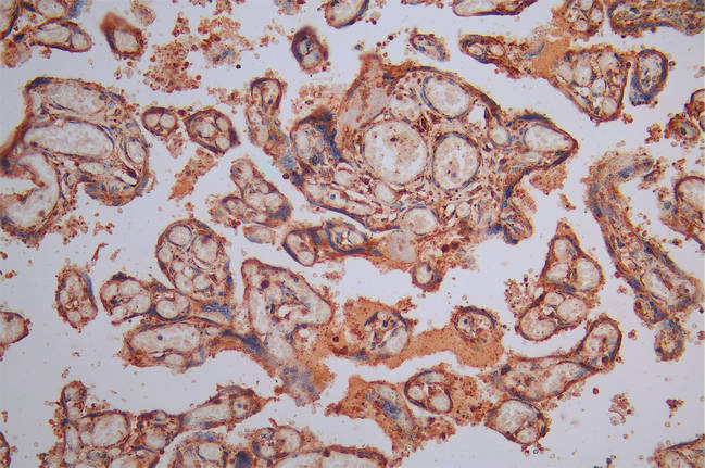 IHC image of RAC07830 diluted at 1:300 and staining in paraffin-embedded human placenta tissue performed on a Leica BondTM system. After dewaxing and hydration, antigen retrieval was mediated by high pressure in a citrate buffer (pH 6.0). Section was blocked with 10% normal goat serum 30min at RT. Then primary antibody (1% BSA) was incubated at 4Â°C overnight. The primary is detected by a Goat anti-Mouse IgG labeled by HRP and visualized using 0.05% DAB.