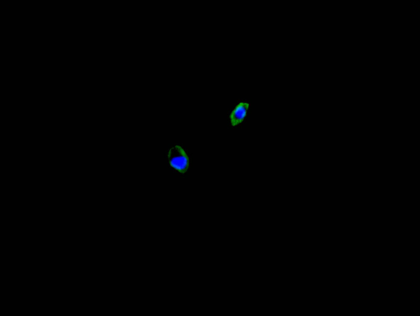 Immunofluorescence staining of HepG2 cell with RAC07830 at 1:250, counter-stained with DAPI. The cells were fixed in 4% formaldehyde and blocked in 10% normal Goat Serum. The cells were then incubated with the antibody overnight at 4C. The secondary antibody was FITC-conjugated AffiniPure Goat Anti-Mouse IgG(H+L).