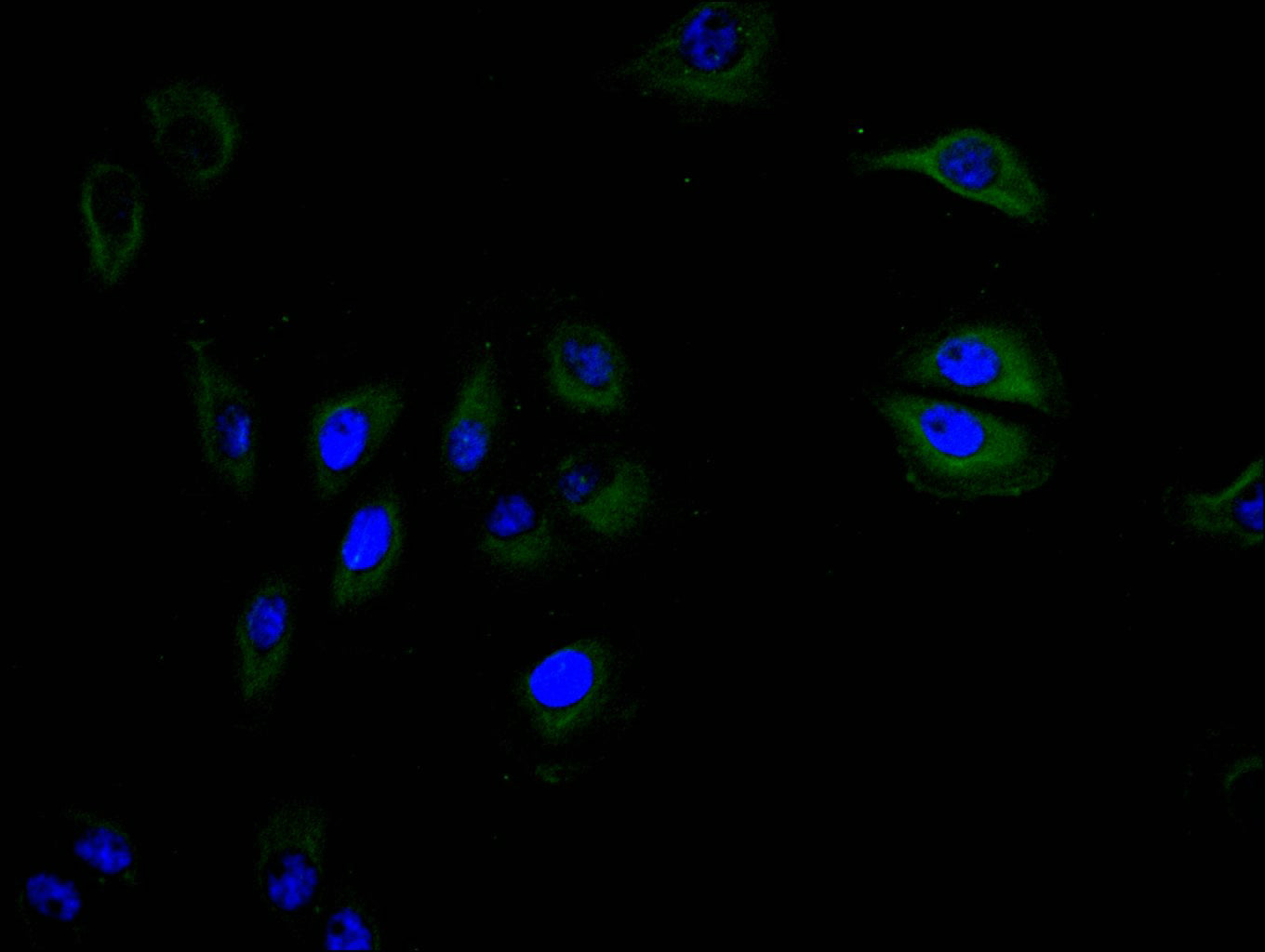 Immunofluorescence staining of A549 cell with RAC07839 at 1:30, counter-stained with DAPI. The cells were fixed in 4% formaldehyde and blocked in 10% normal Goat Serum. The cells were then incubated with the antibody overnight at 4C. The secondary antibody was FITC-conjugated AffiniPure Goat Anti-mouse IgG(H+L).