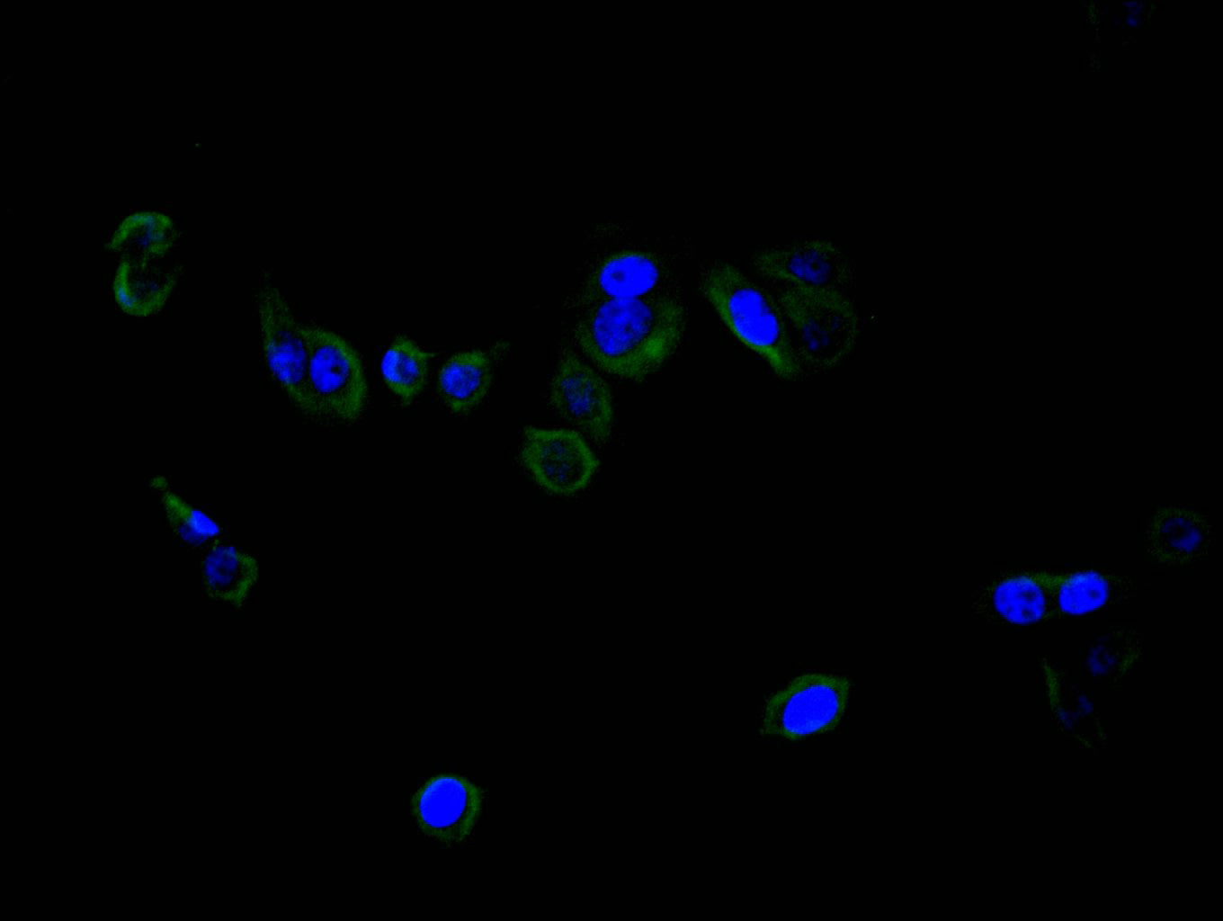 Immunofluorescence staining of PC-3 cell with RAC07839 at 1:30, counter-stained with DAPI. The cells were fixed in 4% formaldehyde and blocked in 10% normal Goat Serum. The cells were then incubated with the antibody overnight at 4C. The secondary antibody was FITC-conjugated AffiniPure Goat Anti-mouse IgG(H+L).
