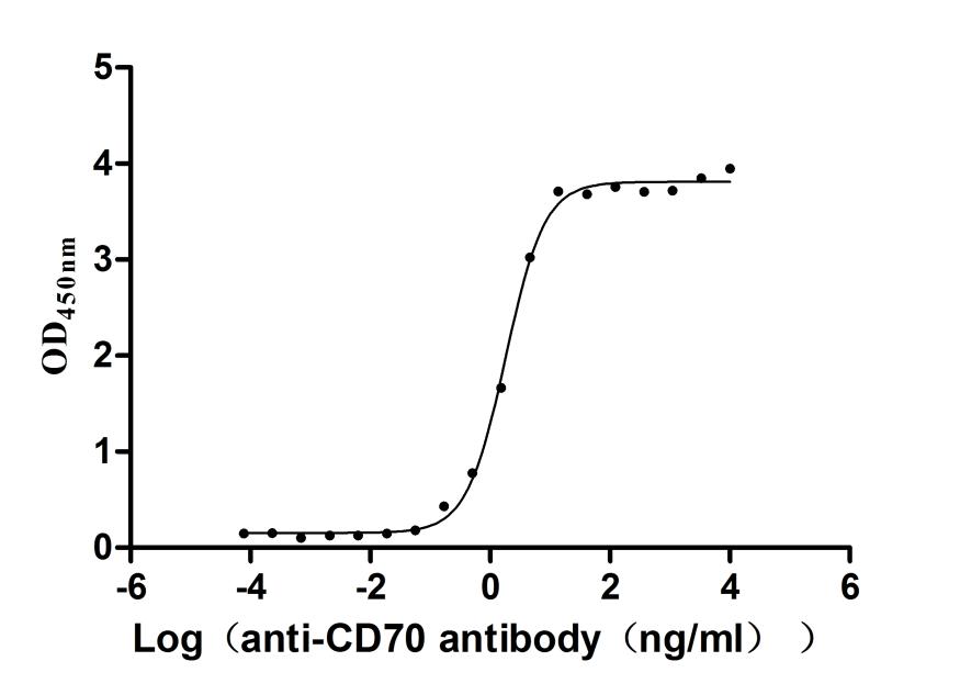 The Binding Activity of Human CD70 with Anti-CD70 recombinant antibody; Activity: Measured by its binding ability in a functional ELISA. Immobilized Human CD70 at 2 ug/ml can bind Anti-CD70 recombinant antibody, the EC50 is 1.642-2.005 ng/ml.