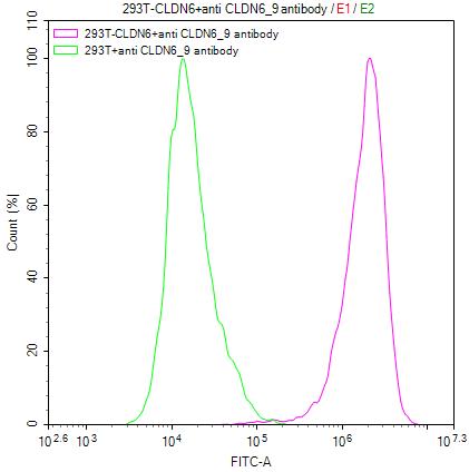 Untransfected HEK293T cells (green line) and transfected Human CLDN6 HEK293T stable cells (red line) were stained with anti-CLDN6/9 recombinant antibody (2ug/1*106cells), washed and then followed by FITC-conjugated anti-Human IgG Fc antibody and analyzed with flow cytometry.