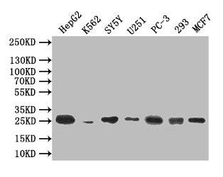 Western Blot; Positive WB detected in: HepG2 whole cell lysate, K562 whole cell lysate, SY5Y whole cell lysate, U251 whole cell lysate, PC-3 whole cell lysate, 293 whole cell lysate, MCF7 whole cell lysate; All lanes: CTLA4 antibody at 1:500; Secondary; Goat polyclonal to mouse IgG at 1/50000 dilution; Predicted band size: 25 kDa; Observed band size: 25 kDa