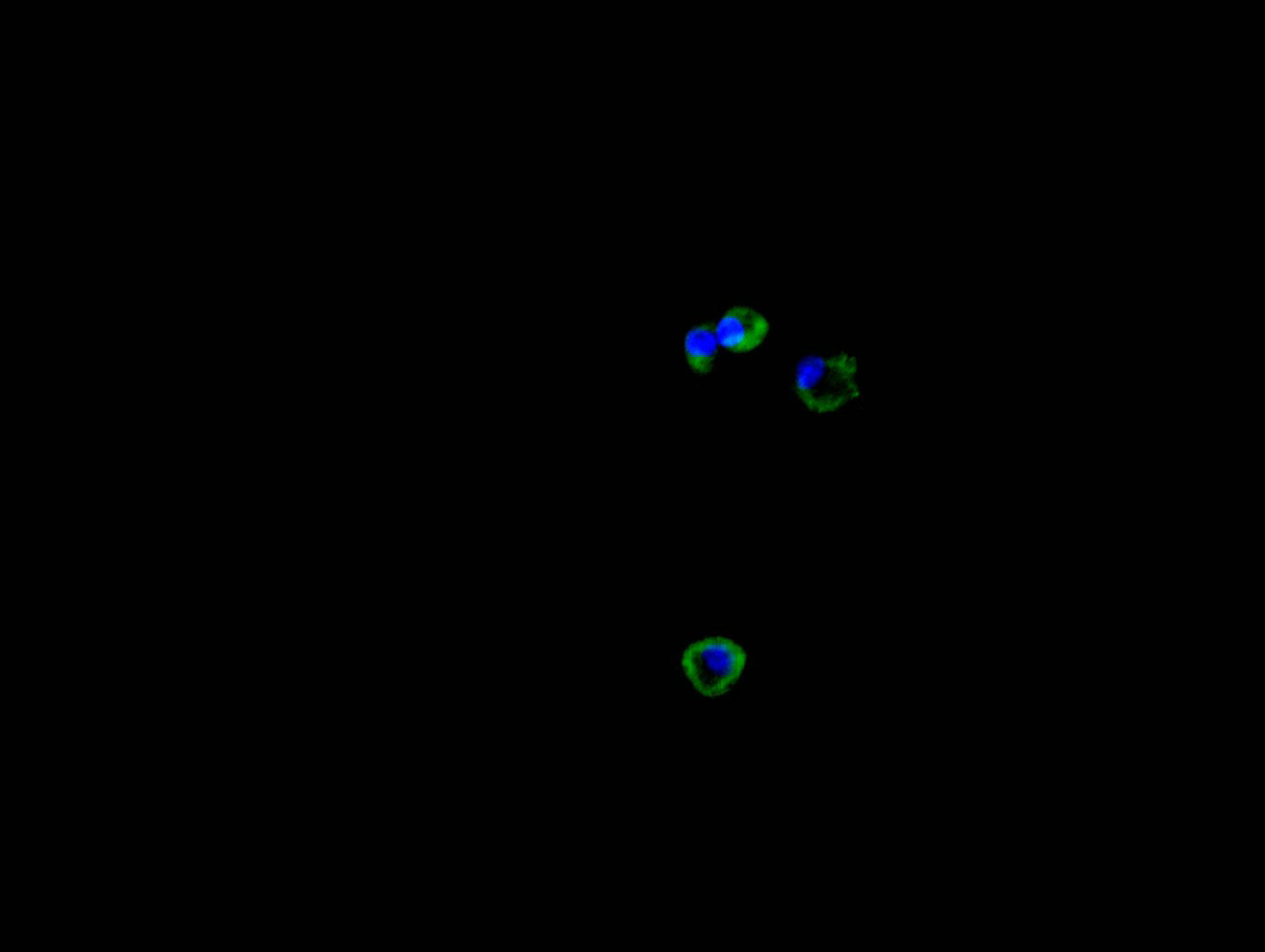 Immunofluorescence staining of HEPG2 cell with RAC07856 at 1:30, counter-stained with DAPI. The cells were fixed in 4% formaldehyde and blocked in 10% normal Goat Serum. The cells were then incubated with the antibody overnight at 4C. The secondary antibody was FITC-conjugated AffiniPure Goat Anti-Mouse IgG(H+L).
