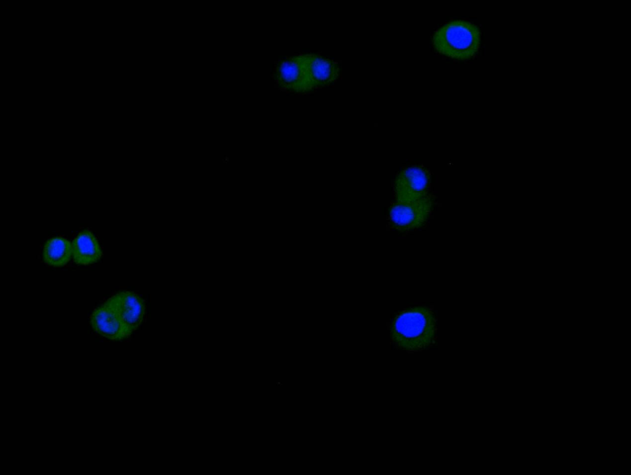 Immunofluorescence staining of Hela cell with RAC07857 at 1:200, counter-stained with DAPI. The cells were fixed in 4% formaldehyde and blocked in 10% normal Goat Serum. The cells were then incubated with the antibody overnight at 4C. The secondary antibody was Alexa Fluor 488-congugated AffiniPure Goat Anti-rabbit IgG(H+L).
