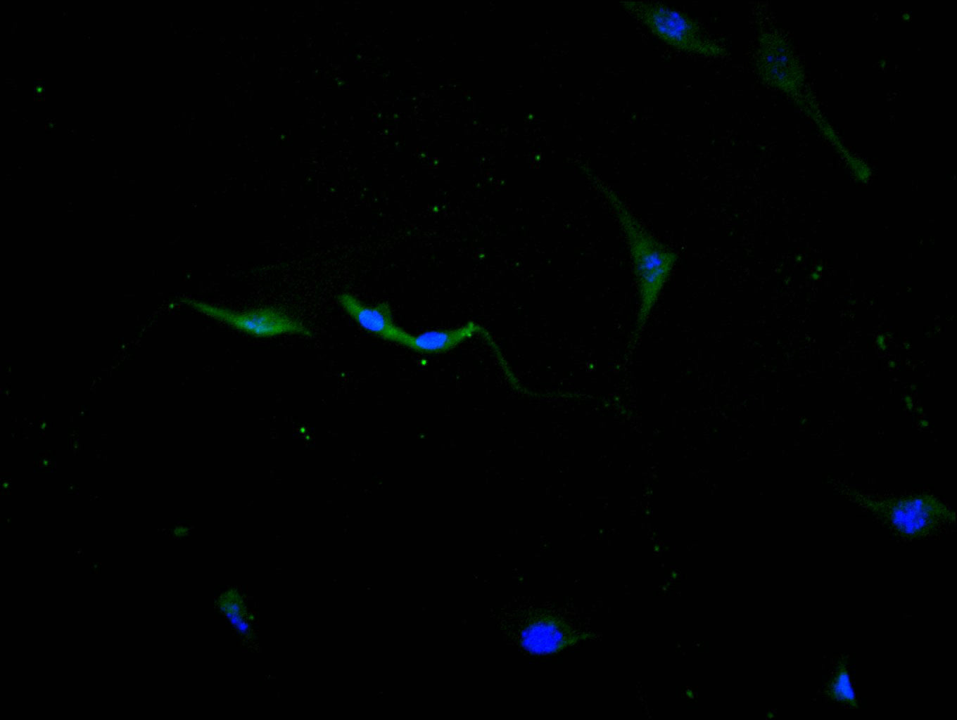 Immunofluorescence staining of NIH/3T3 cell with RAC07858 at 1:10, counter-stained with DAPI. The cells were fixed in 4% formaldehyde and blocked in 10% normal Goat Serum. The cells were then incubated with the antibody overnight at 4C. The secondary antibody was FITC-conjugated AffiniPure Goat Anti-Mouse IgG(H+L).