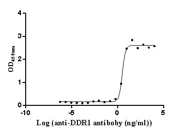 The Binding Activity of Human DDR1 with Anti-DDR1 Recombinant Antibody; Activity: Measured by its binding ability in a functional ELISA. Immobilized Human DDR1 at 2 ug/ml can bind Anti-DDR1 recombinant antibody, the EC50 is 2.824-3.810 ng/ml.
