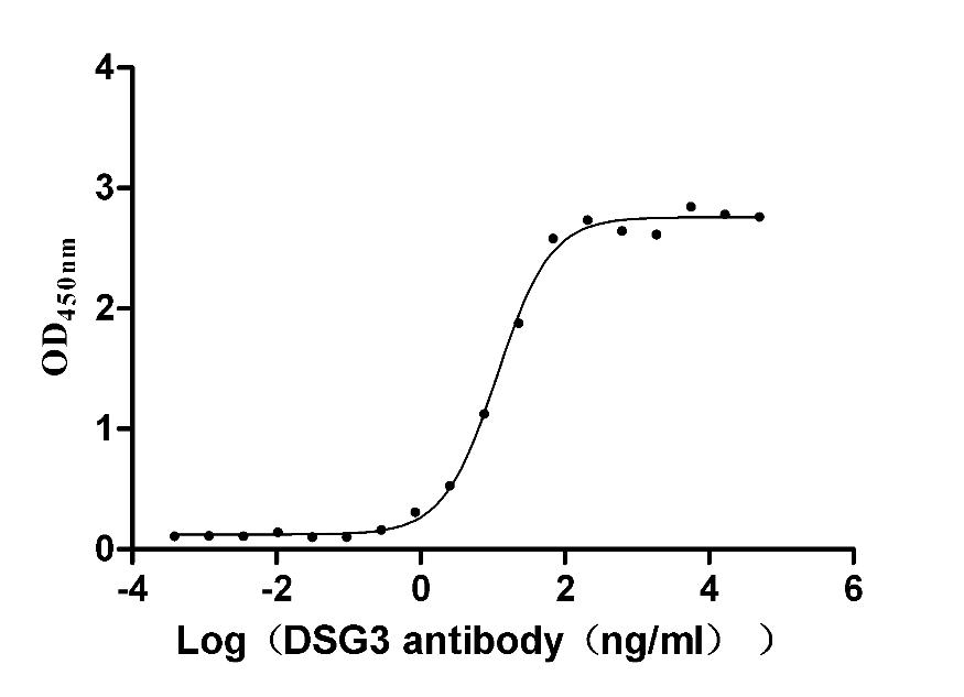 The Binding Activity of Human DSG3 with Anti-DSG3 recombinant antibody; Activity: Measured by its binding ability in a functional ELISA. Immobilized human DSG3 at 2 ug/ml can bind Anti-DSG3 recombinant antibody, the EC50 is 10.16-12.87 ng/ml.