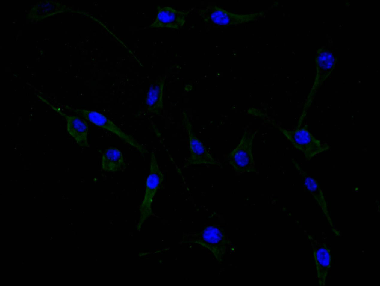 Immunofluorescence staining of SH-SY5Y cell with RAC07875 at 1:200, counter-stained with DAPI. The cells were fixed in 4% formaldehyde and blocked in 10% normal Goat Serum. The cells were then incubated with the antibody overnight at 4C. The secondary antibody was FITC-conjugated AffiniPure Goat Anti-Mouse IgG(H+L).