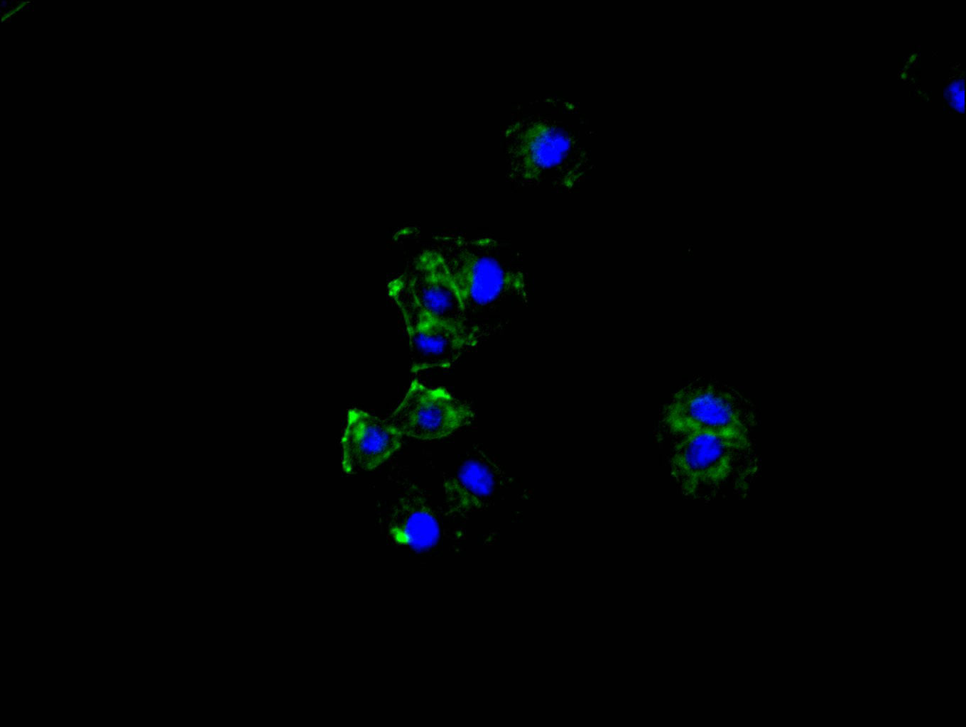 Immunofluorescence staining of hela cell with RAC07882 at 1:50, counter-stained with DAPI. The cells were fixed in 4% formaldehyde and blocked in 10% normal Goat Serum. The cells were then incubated with the antibody overnight at 4C. The secondary antibody was FITC-conjugated AffiniPure Goat Anti-Rabbit IgG(H+L).