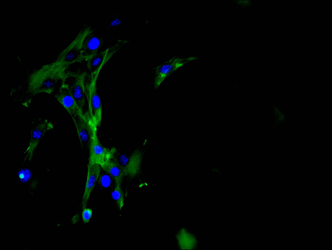 Immunofluorescence staining of NIH/3T3 cell with RAC07882 at 1:50, counter-stained with DAPI. The cells were fixed in 4% formaldehyde and blocked in 10% normal Goat Serum. The cells were then incubated with the antibody overnight at 4C. The secondary antibody was FITC-conjugated AffiniPure Goat Anti-Rabbit IgG(H+L).