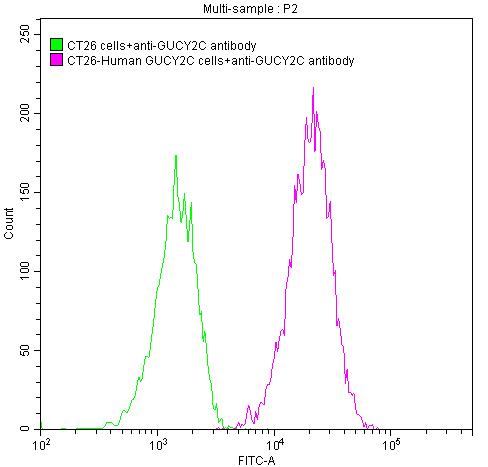 Untransfected CT26 cells (green line) and transfected Human GUCY2C CT26 stable cells (red line) were stained with anti-GUCY2C antibody (2ug/1*106cells), washed and then followed by FITC-conjugated anti-Human IgG Fc antibody and analyzed with flow cytometry.