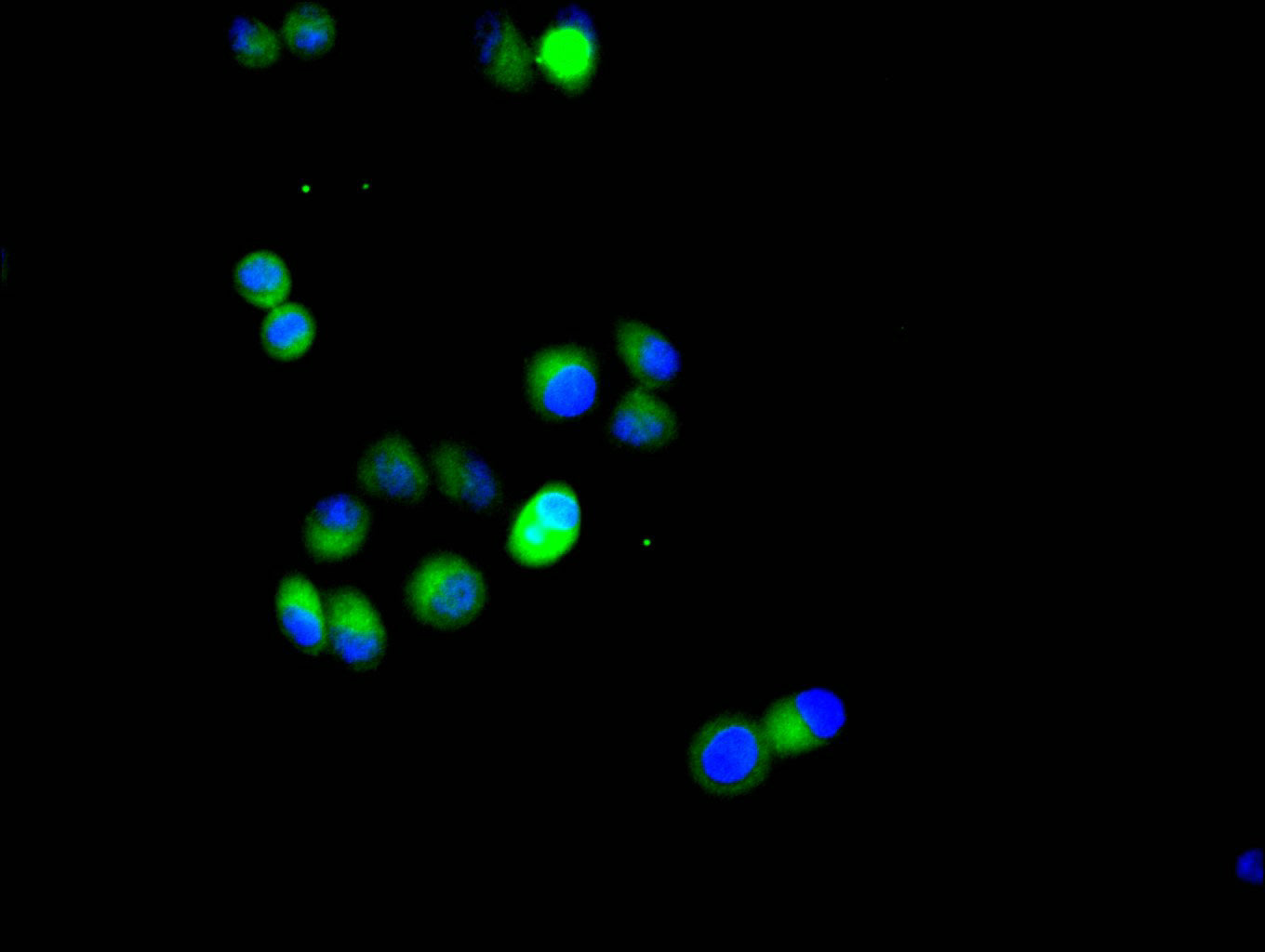 Immunofluorescence staining of Hela cell with RAC07885 at 1:20, counter-stained with DAPI. The cells were fixed in 4% formaldehyde and blocked in 10% normal Goat Serum. The cells were then incubated with the antibody overnight at 4C. The secondary antibody was FITC-conjugated AffiniPure Goat Anti-Rabbit IgG(H+L).