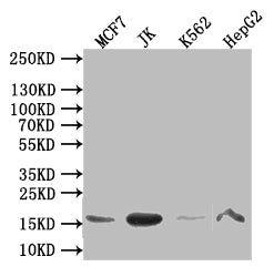 Western Blot; Positive WB detected in: MCF7 whole cell lysate, JK whole cell lysate, K562 whole cell lysate, HepG2 whole cell lysate; All lanes: HIST1H3A antibody at 1:1000; Secondary; Goat polyclonal to mouse IgG at 1/50000 dilution; Predicted band size: 16 kDa; Observed band size: 16 kDa