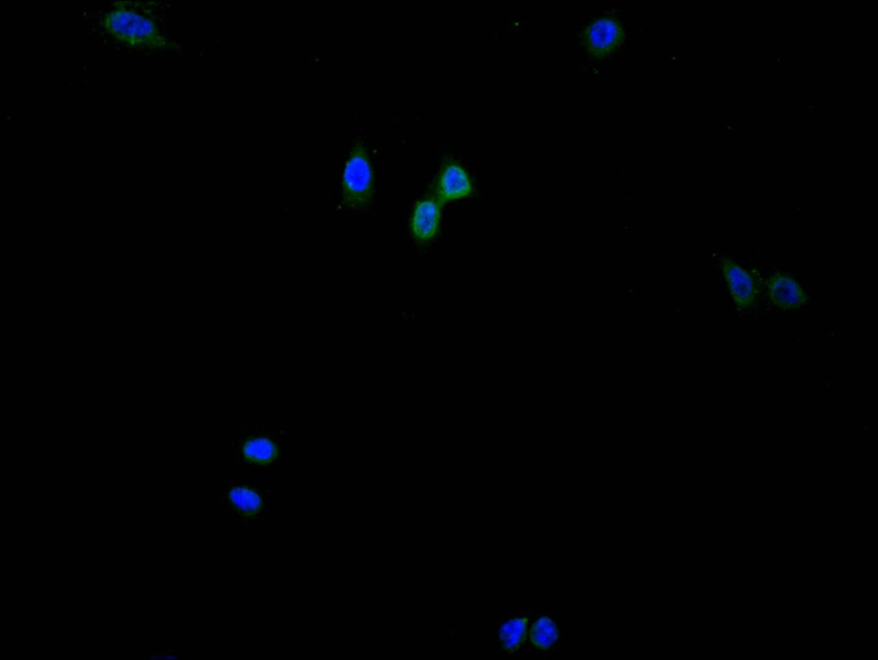 Immunofluorescence staining of HepG2 cell with RAC07886 at 1:200, counter-stained with DAPI. The cells were fixed in 4% formaldehyde and blocked in 10% normal Goat Serum. The cells were then incubated with the antibody overnight at 4C. The secondary antibody was FITC-conjugated AffiniPure Goat Anti-Mouse IgG(H+L).