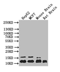 Western Blot; Positive WB detected in:HepG2 whole cell lysate, MCF7 whole cell lysate, Mouse Brain tissue lysate, Rat Brain tissue lysate; All lanes: HIST1H4A antibody at 1:1000; Secondary; Goat polyclonal to mouse IgG at 1/50000 dilution; Predicted band size: 12 kDa; Observed band size: 12 kDa