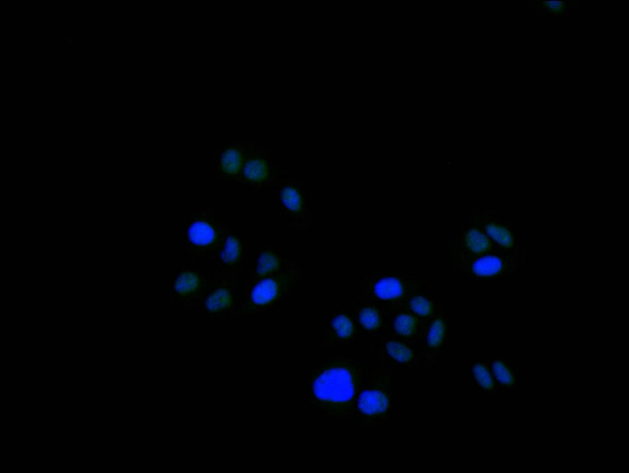 Immunofluorescence staining of Hela cell with RAC07888 at 1:200, counter-stained with DAPI. The cells were fixed in 4% formaldehyde and blocked in 10% normal Goat Serum. The cells were then incubated with the antibody overnight at 4C. The secondary antibody was FITC-conjugated AffiniPure Goat Anti-Mouse IgG(H+L).