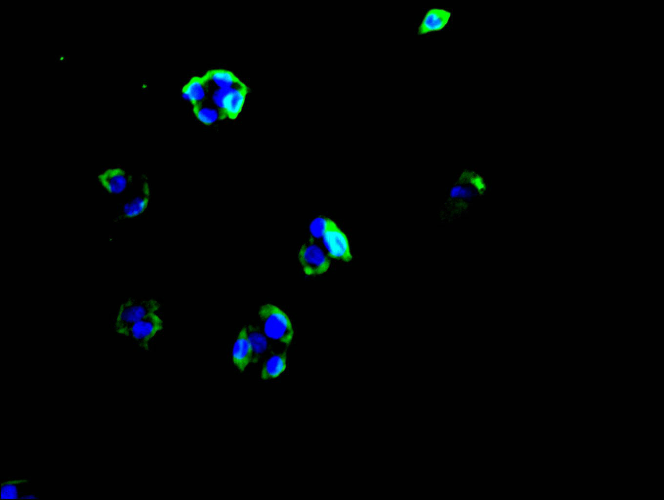 Immunofluorescence staining of HEPG2 cell with RAC07894 at 1:30, counter-stained with DAPI. The cells were fixed in 4% formaldehyde and blocked in 10% normal Goat Serum. The cells were then incubated with the antibody overnight at 4C. The secondary antibody was FITC-conjugated AffiniPure Goat Anti-human IgG(H+L).