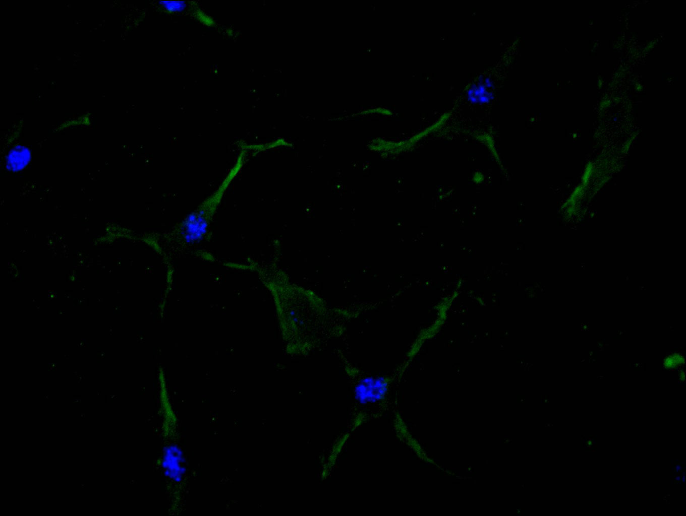 Immunofluorescence staining of NIH/3T3 cell with RAC07895 at 1:100, counter-stained with DAPI. The cells were fixed in 4% formaldehyde and blocked in 10% normal Goat Serum. The cells were then incubated with the antibody overnight at 4C. The secondary antibody was FITC-conjugated AffiniPure Goat Anti-Mouse IgG(H+L).