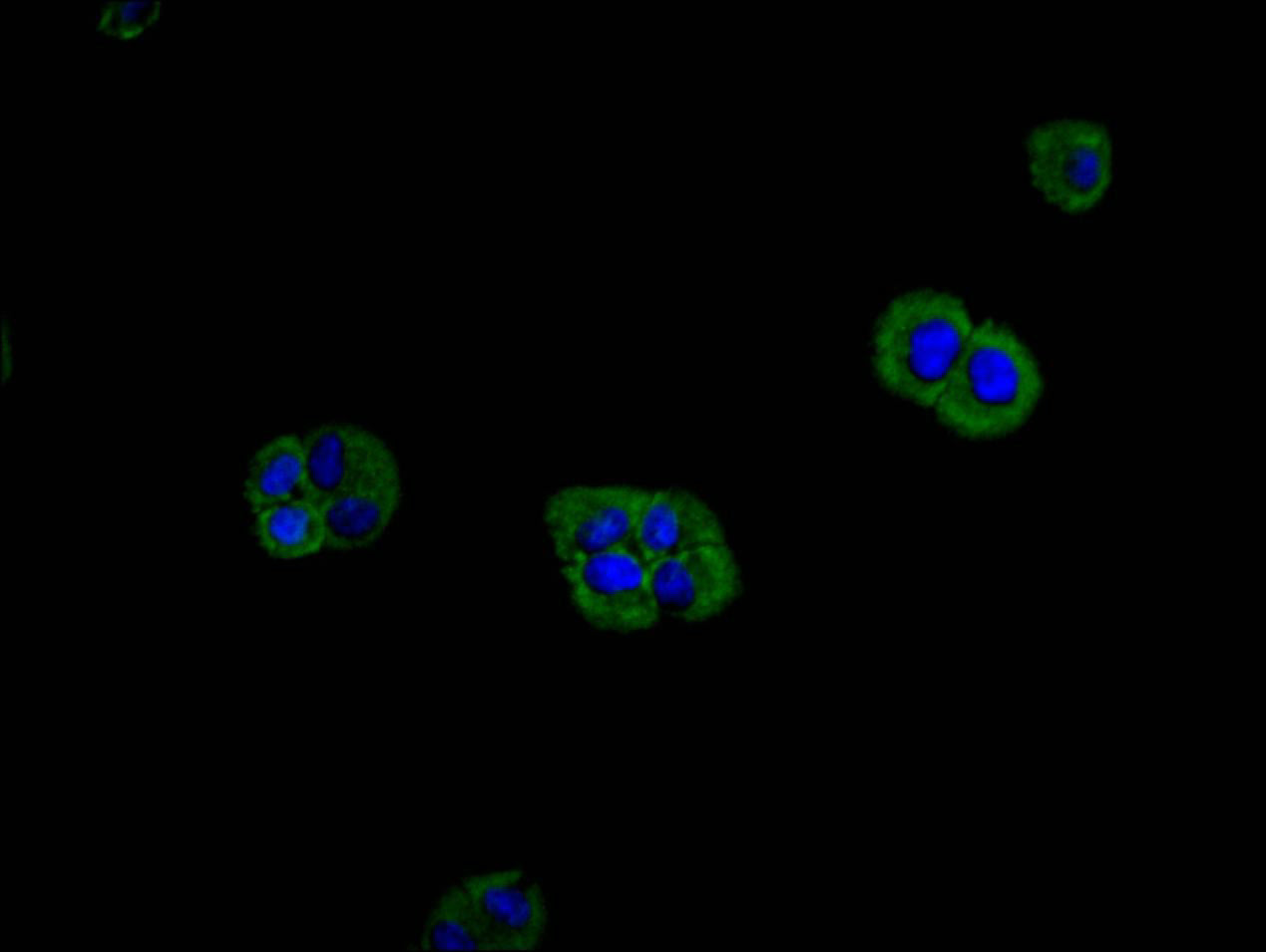 Immunofluorescence staining of Hela cell with RAC07904 at 1:200, counter-stained with DAPI. The cells were fixed in 4% formaldehyde and blocked in 10% normal Goat Serum. The cells were then incubated with the antibody overnight at 4C. The secondary antibody was FITC-conjugated AffiniPure Goat Anti-Mouse IgG(H+L).