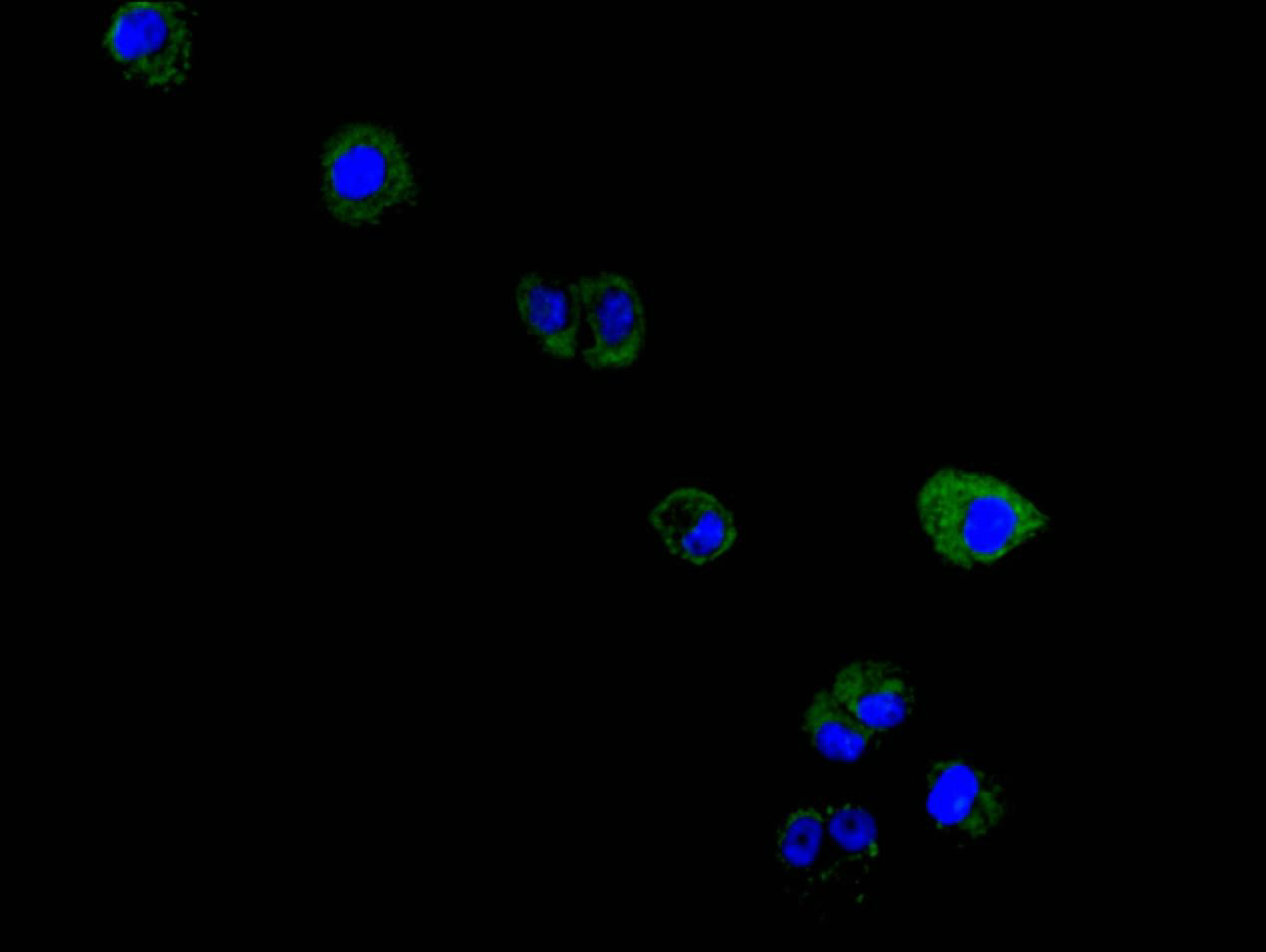 Immunofluorescence staining of Hela cell with RAC07907 at 1:150, counter-stained with DAPI. The cells were fixed in 4% formaldehyde and blocked in 10% normal Goat Serum. The cells were then incubated with the antibody overnight at 4C. The secondary antibody was FITC-conjugated AffiniPure Goat Anti-Mouse IgG(H+L).