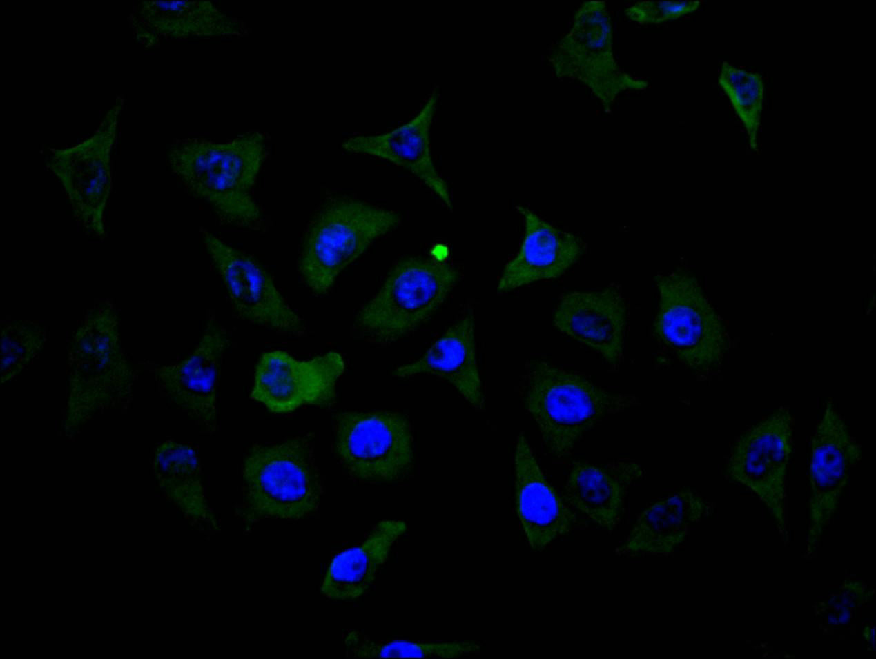Immunofluorescence staining of MCF7 cell with RAC07907 at 1:150, counter-stained with DAPI. The cells were fixed in 4% formaldehyde and blocked in 10% normal Goat Serum. The cells were then incubated with the antibody overnight at 4C. The secondary antibody was FITC-conjugated AffiniPure Goat Anti-Mouse IgG(H+L).