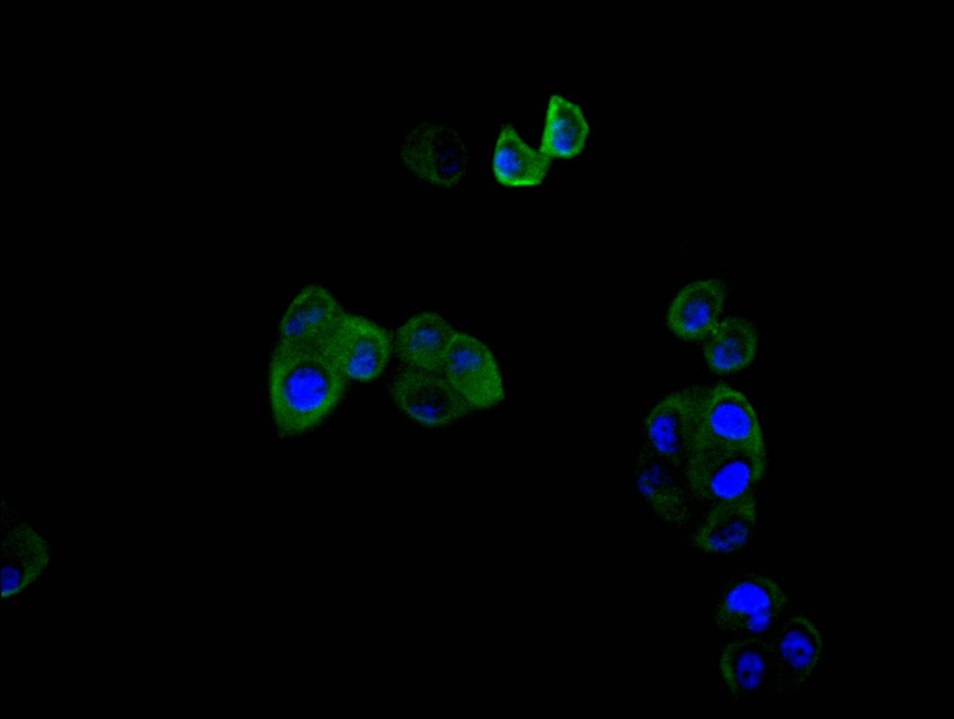 Immunofluorescence staining of hela cell with RAC07917 at 1:30, counter-stained with DAPI. The cells were fixed in 4% formaldehyde and blocked in 10% normal Goat Serum. The cells were then incubated with the antibody overnight at 4C. The secondary antibody was FITC-conjugated AffiniPure Goat Anti-Mouse IgG(H+L).