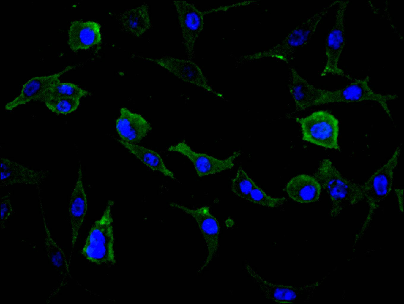 Immunofluorescence staining of SH-SY5Y cell with RAC07917 at 1:30, counter-stained with DAPI. The cells were fixed in 4% formaldehyde and blocked in 10% normal Goat Serum. The cells were then incubated with the antibody overnight at 4C. The secondary antibody was FITC-conjugated AffiniPure Goat Anti-Mouse IgG(H+L).
