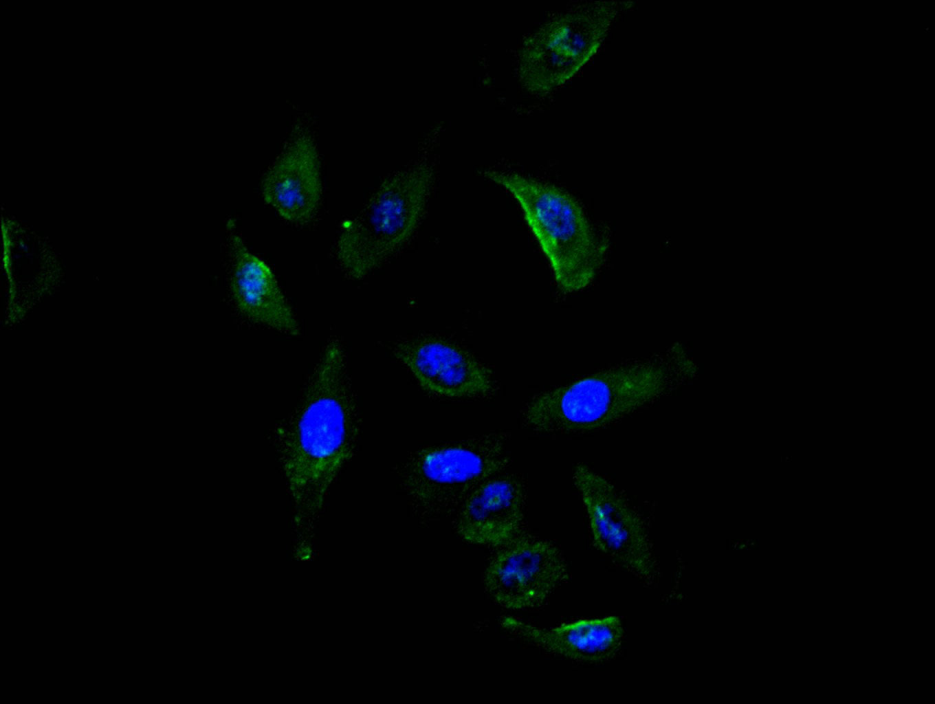Immunofluorescence staining of A549 cell with RAC07923 at 1:20, counter-stained with DAPI. The cells were fixed in 4% formaldehyde and blocked in 10% normal Goat Serum. The cells were then incubated with the antibody overnight at 4C. The secondary antibody was FITC-conjugated AffiniPure Goat Anti-Mouse IgG(H+L).