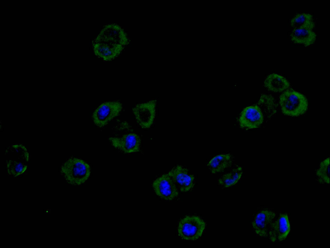 Immunofluorescence staining of Hela cell with RAC07923 at 1:20, counter-stained with DAPI. The cells were fixed in 4% formaldehyde and blocked in 10% normal Goat Serum. The cells were then incubated with the antibody overnight at 4C. The secondary antibody was FITC-conjugated AffiniPure Goat Anti-Mouse IgG(H+L).