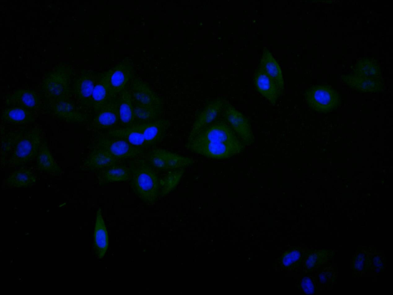 Immunofluorescence staining of SH-SY5Y cell with RAC07929 at 1:30, counter-stained with DAPI. The cells were fixed in 4% formaldehyde and blocked in 10% normal Goat Serum. The cells were then incubated with the antibody overnight at 4C. The secondary antibody was FITC-conjugated AffiniPure Goat Anti-Mouse IgG(H+L).