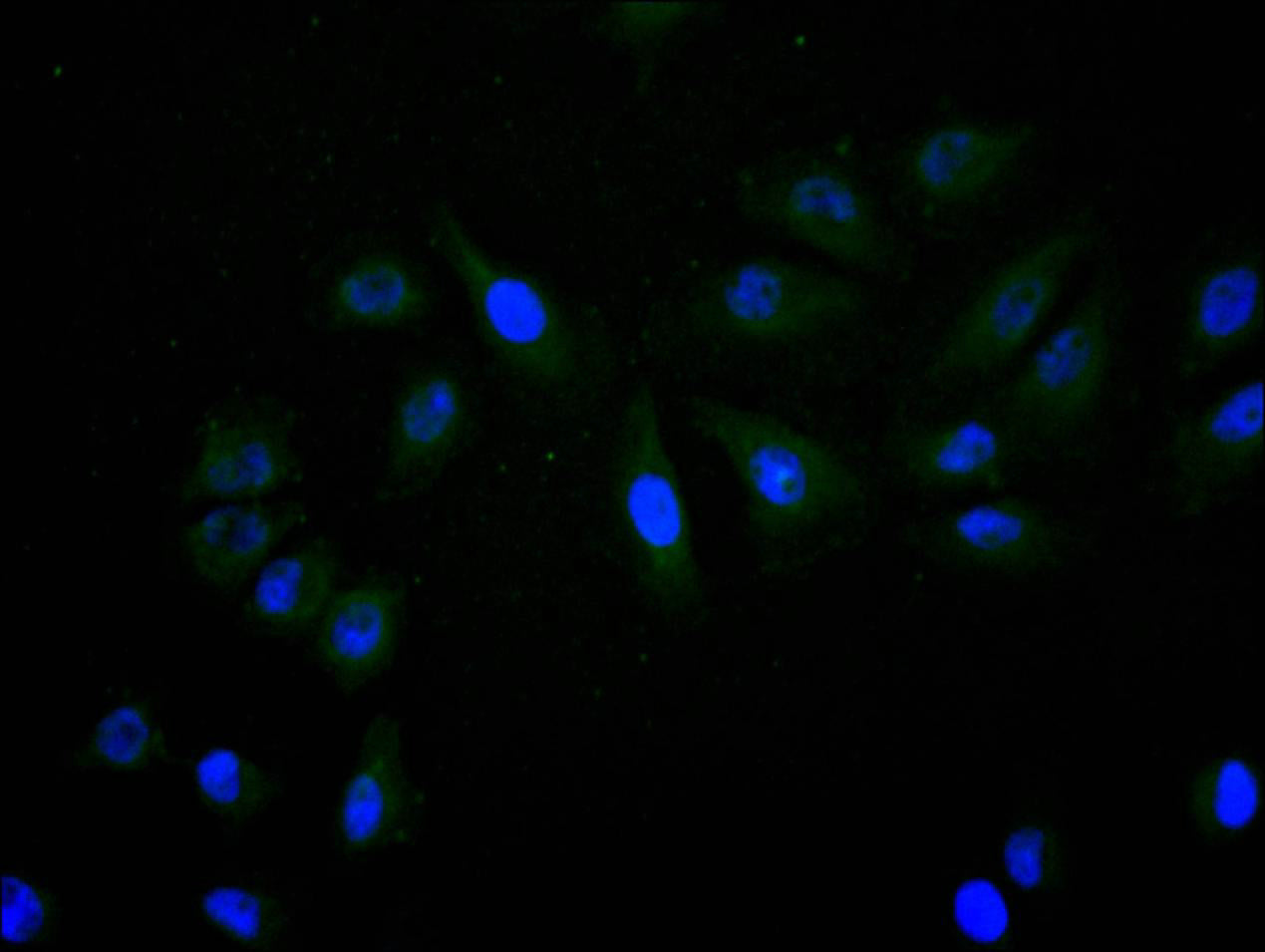 Immunofluorescence staining of A549 cell with RAC07931 at 1:20, counter-stained with DAPI. The cells were fixed in 4% formaldehyde and blocked in 10% normal Goat Serum. The cells were then incubated with the antibody overnight at 4C. The secondary antibody was Alexa Fluor 488-congugated AffiniPure Goat Anti-Mouse IgG(H+L).