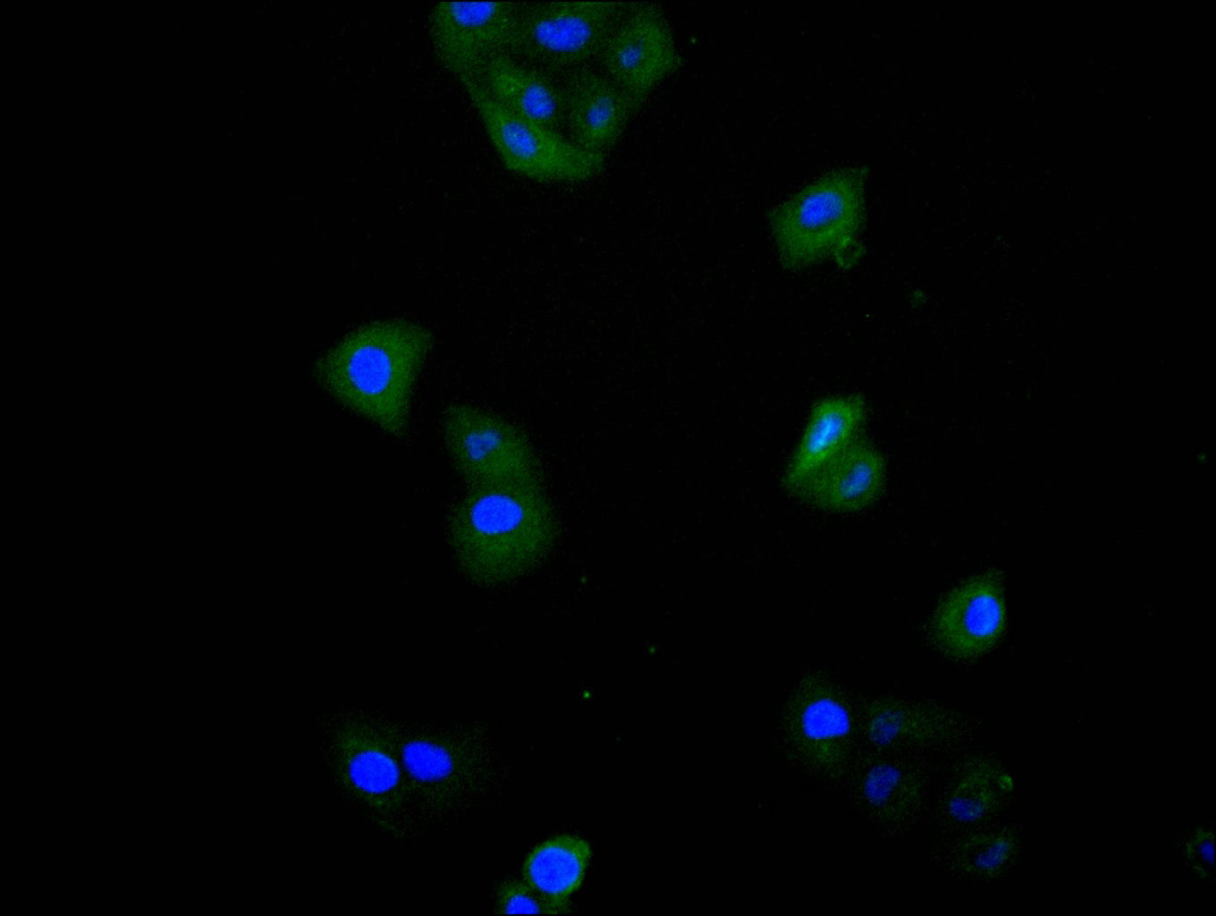 Immunofluorescence staining of Hela cell with RAC07932 at 1:20, counter-stained with DAPI. The cells were fixed in 4% formaldehyde and blocked in 10% normal Goat Serum. The cells were then incubated with the antibody overnight at 4C. The secondary antibody was FITC-conjugated AffiniPure Goat Anti-Mouse IgG(H+L).