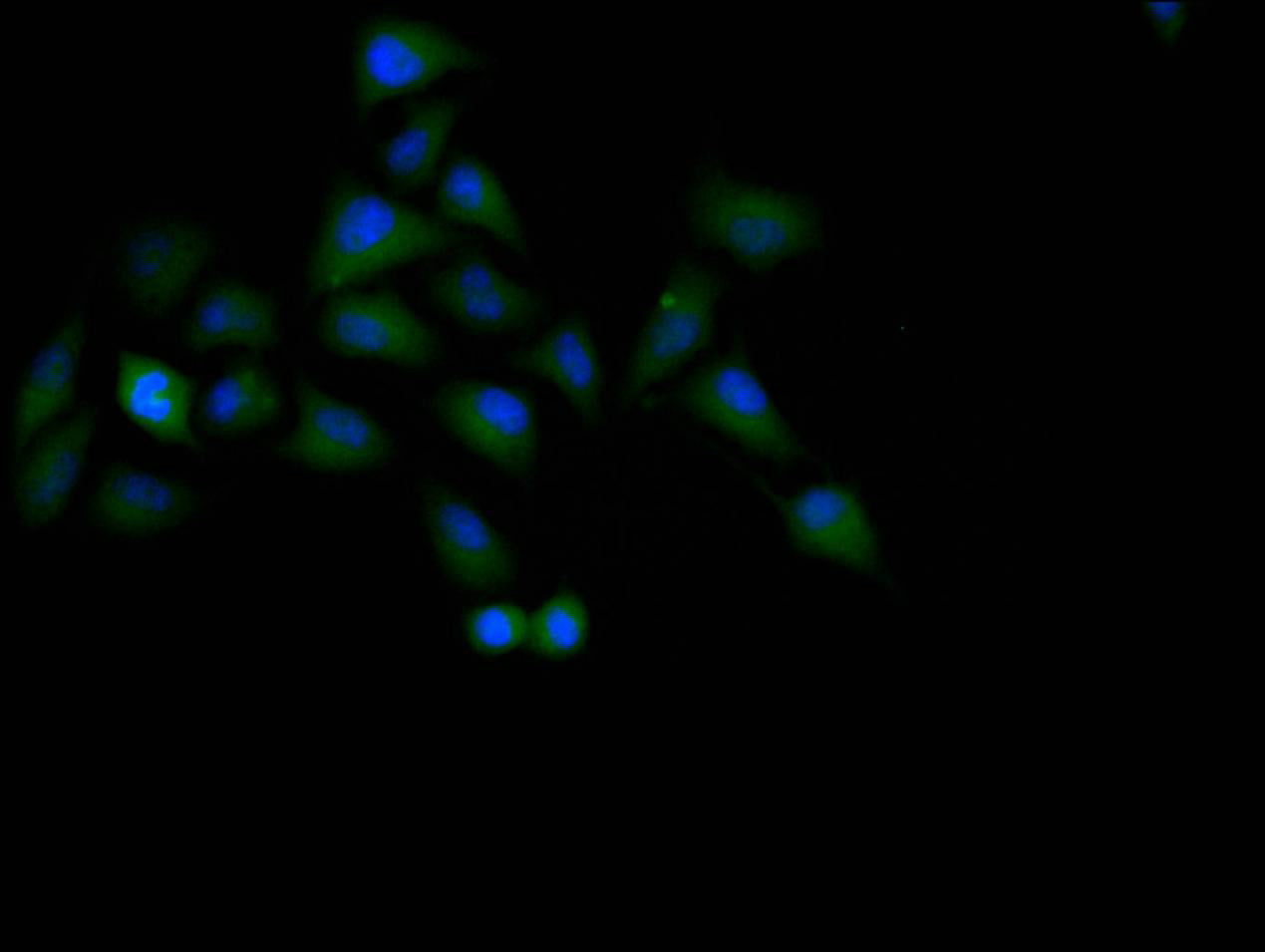 Immunofluorescence staining of Hela cell with RAC07942 at 1:60, counter-stained with DAPI. The cells were fixed in 4% formaldehyde and blocked in 10% normal Goat Serum. The cells were then incubated with the antibody overnight at 4C. The secondary antibody was Alexa Fluor 488-congugated AffiniPure Goat Anti-Rabbit IgG(H+L).