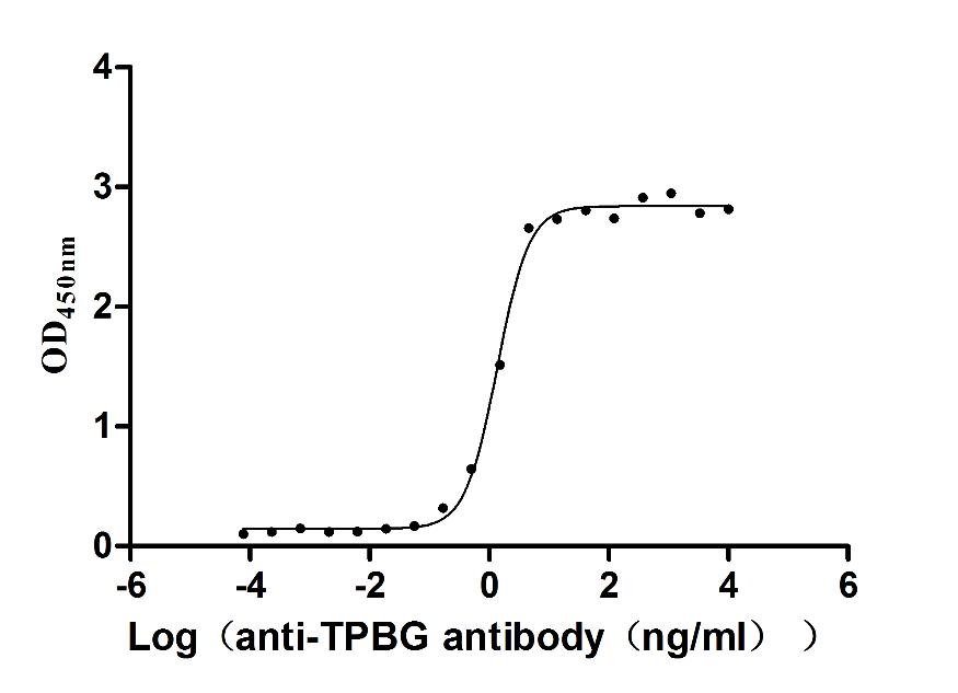 The Binding Activity of TPBG with Anti-TPBG monoclonal antibody; Activity: Measured by its binding ability in a functional ELISA. Immobilized Human TPBG at 2 ug/ml can bind Anti-TPBG recombinant antibody, the EC50 is 1.230-1.519 ng/ml.