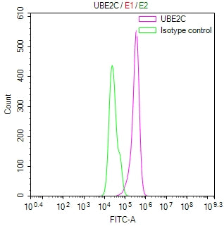 Overlay Peak curve showing Hela cells stained with RAC07948 (red line) at 1:100. Then 10% normal goat serum was Incubated to block non-specific protein-protein interactions followed by the antibody (1ug/1*106cells) for 45 min at 4Â°C. The secondary antibody used was FITC-conjugated Goat Anti-Mouse IgG(H+L) at 1/200 dilution for 35 min at 4Â°C. Isotype control antibody (green line) was mouse IgG1 (1ug/1*106cells) used under the same conditions. Acquisition of >10,000 events was performed.