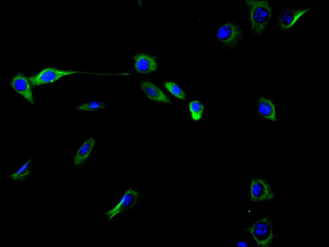 Immunofluorescence staining of NIH/3T3 cell with RAC07949 at 1:40, counter-stained with DAPI. The cells were fixed in 4% formaldehyde and blocked in 10% normal Goat Serum. The cells were then incubated with the antibody overnight at 4C. The secondary antibody was FITC-conjugated AffiniPure Goat Anti-Rabbit IgG(H+L).