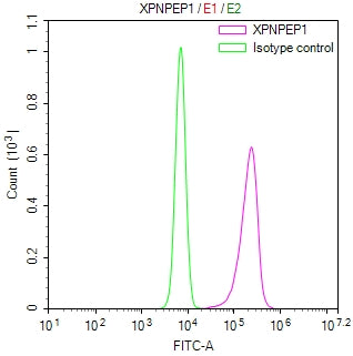 Overlay Peak curve showing JK cells stained with RAC07951 (red line) at 1:300. Then 10% normal goat serum was Incubated to block non-specific protein-protein interactions followed by the antibody (1ug/1*106cells) for 45 min at 4Â°C. The secondary antibody used was FITC-conjugated Goat Anti-Mouse IgG(H+L) at 1/200 dilution for 35 min at 4Â°C. Isotype control antibody (green line) was mouse IgG1 (1ug/1*106cells) used under the same conditions. Acquisition of >10,005 events was performed.