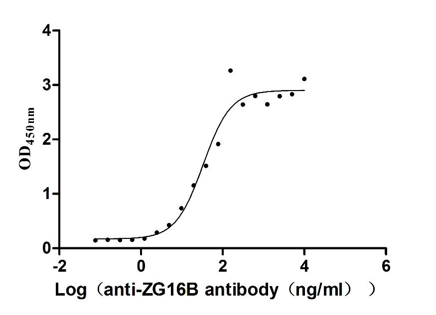 The Binding Activity of Human ZG16B with Anti-ZG16B recombinant antibody; Activity: Measured by its binding ability in a functional ELISA. Immobilized Human ZG16B at 2 ug/ml can bind Anti-ZG16B recombinant antibody, the EC50 is 24.13-46.04 ng/ml.