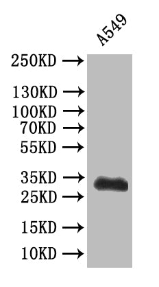Western Blot, Positive WB detected in: A549 whole cell lysatee, All lanes: SYP antibody at 1:500, Secondary, Goat polyclonal to mouse IgG at 1/50000 dilution, Predicted band size: 34 kDa, Observed band size: 34 kDa