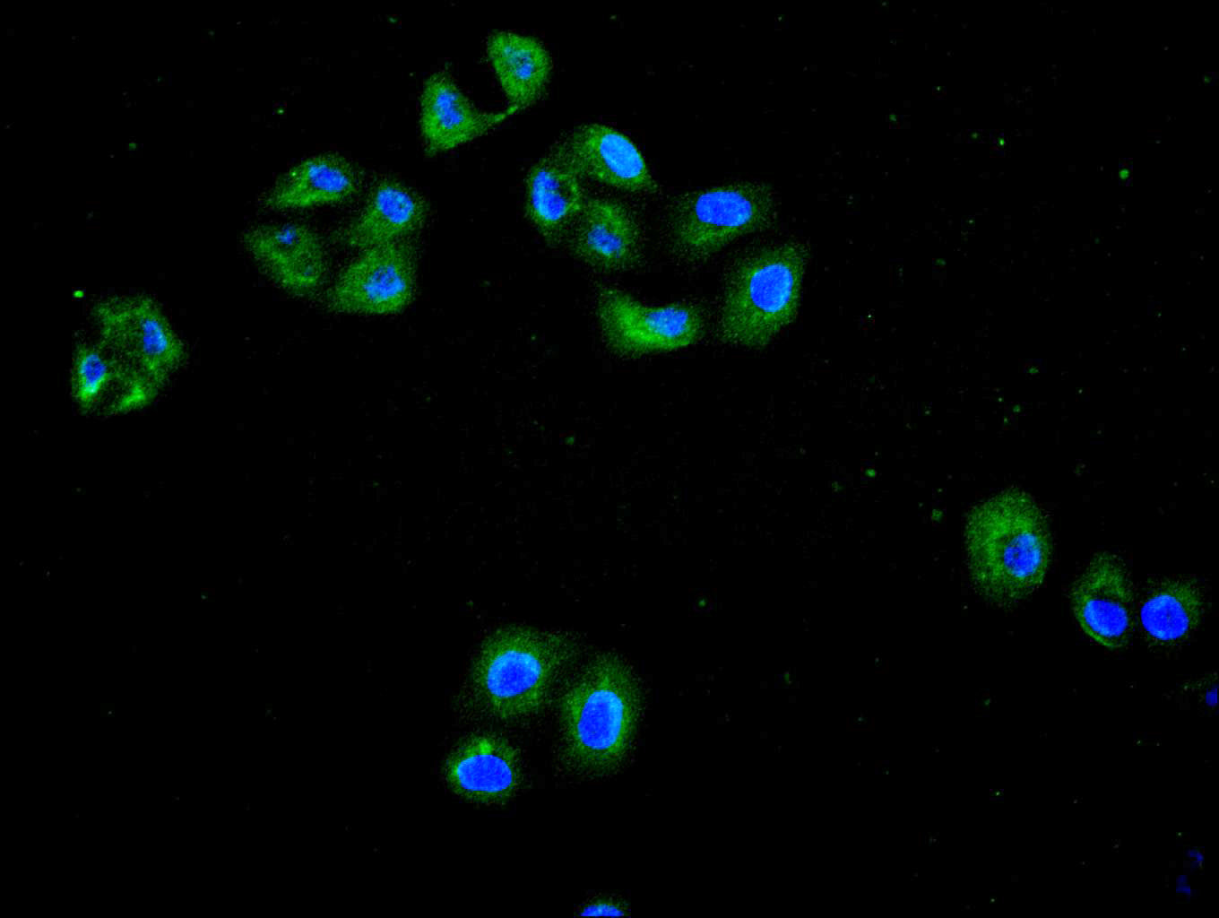 ImmunofluorescenceÂ stainingÂ ofÂ HelaÂ cellÂ withÂ RAC07980Â atÂ 1:200,Â counter-stainedÂ withÂ DAPI.Â TheÂ cellsÂ wereÂ fixedÂ inÂ 4%Â formaldehydeÂ andÂ blockedÂ inÂ 10%Â normalÂ GoatÂ Serum.Â TheÂ cellsÂ wereÂ thenÂ incubatedÂ withÂ theÂ antibodyÂ overnightÂ atÂ 4C.Â TheÂ secondaryÂ antibodyÂ wasÂ FITC-conjugatedÂ AffiniPureÂ GoatÂ Anti-MouseÂ IgG(H+L).