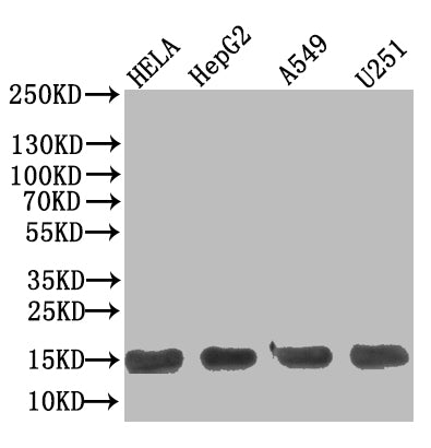 Western Blot, Positive WB detected in: Hela whole cell lysate, HepG2 whole cell lysate, A549 whole cell lysate, U251 whole cell lysate, All lanes: TNFRSF10B antibody at 1:500, Secondary, Goat polyclonal to Human IgG at 1/50000 dilution, Predicted band size: 13 kDa, Observed band size: 13 kDa