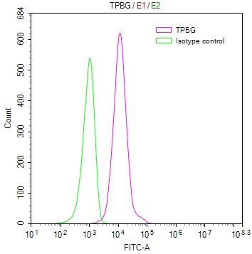 Overlay Peak curve showing MCF7 cells stained with (red line) at 1:100. Then 10% normal goat serum to block non-specific protein-protein interactions followed by the antibody (1ug/1*10 6 cells) for 45min at 4â. The secondary antibody used was FITC-conjugated Goat Anti-human IgG(H+L) at 1:200 dilution for 35min at 4â.Control antibody (green line) was human IgG (1ug/1*10 6 cells) used under the same conditions. Acquisition of >10,000 events was performed.