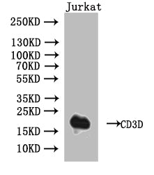 Western Blot, Positive WB detected in: Jurkat whole cell lysate, All lanes: CD3D antibody at 1:1000, Secondary, Goat polyclonal to human IgG at 1/50000 dilution, Predicted band size: 19 kDa, Observed band size: 19 kDa